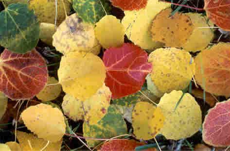 El otoño también tiene vivos colores en Valdanzuelo.
