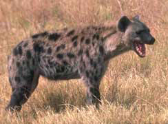 El que mató al zorro es peor que una hiena, ésta solo se alimenta mientras el otro asesina.