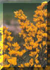 La flor amarilla de la aliaga desmiente su aspecto spero y secano.