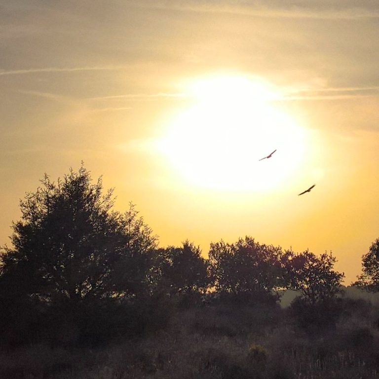 Buitres a contraluz Buitres de patrulla