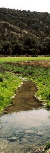 El lecho del arroyo con la pupila en primer plano